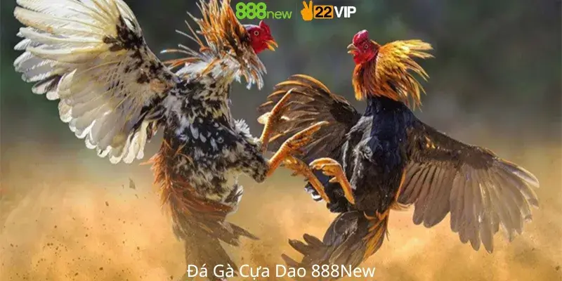 Đá Gà Cựa Dao 888New
