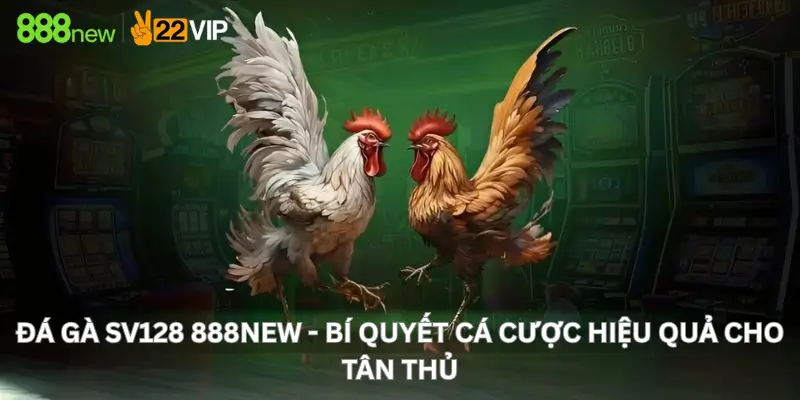Đá Gà SV128 888New - Bí Quyết Cá Cược Hiệu Quả Cho Tân Thủ