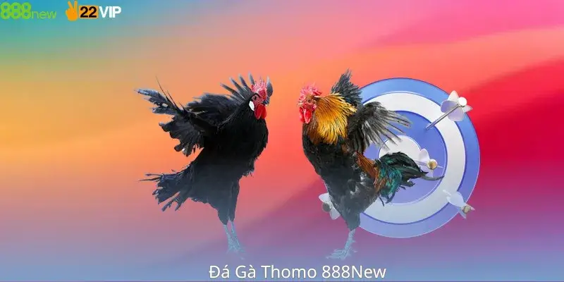 Đá Gà Thomo 888New
