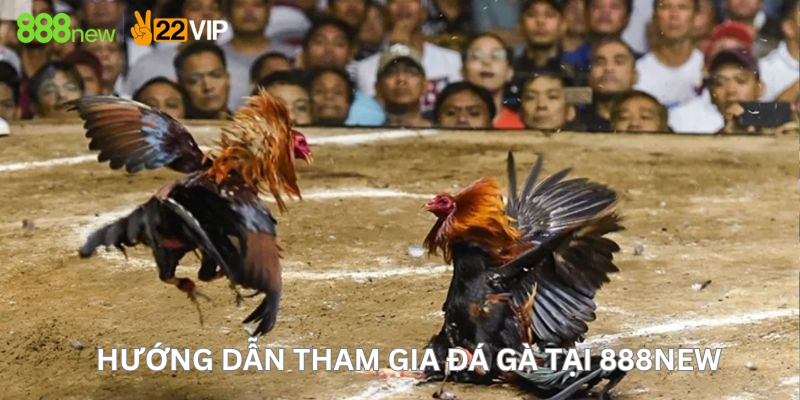 Hướng dẫn tham gia đá gà tại 888New