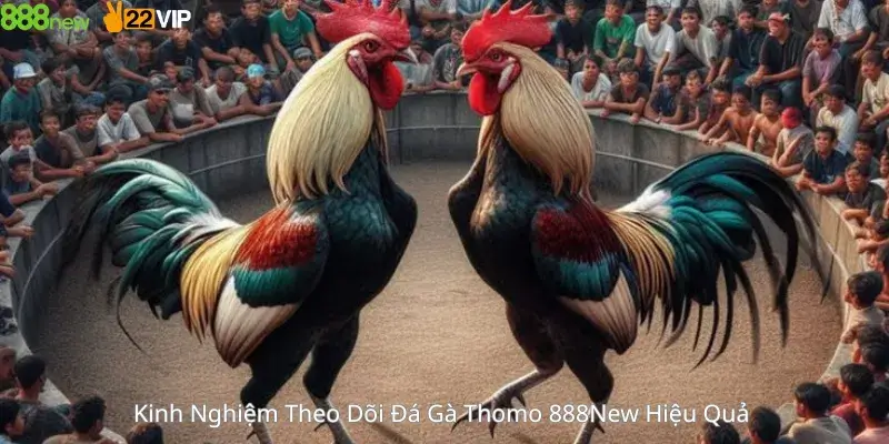 Kinh Nghiệm Theo Dõi Đá Gà Thomo 888New Hiệu Quả 