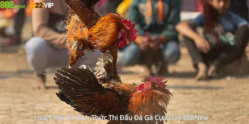 Luật Chơi Và Hình Thức Thi Đấu Đá Gà Cựa Dao 888New